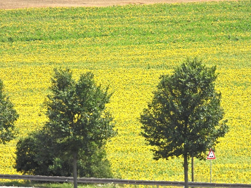 Peter Blei unterwegs im Sonnenblumenfeld