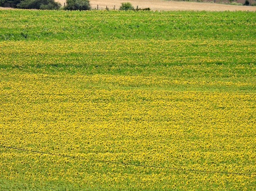 Peter Blei unterwegs im Sonnenblumenfeld