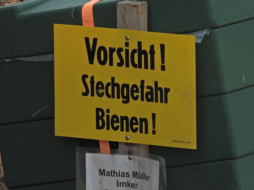 Peter Blei unterwegs im Sonnenblumenfeld