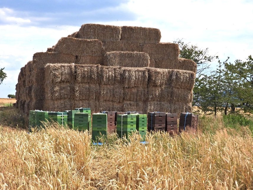 Peter Blei unterwegs im Sonnenblumenfeld