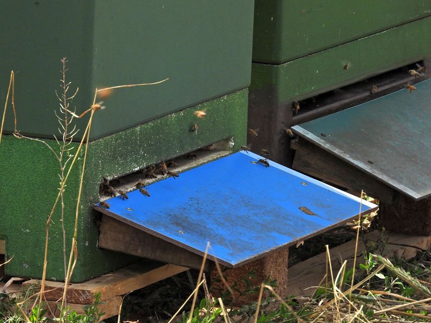 Peter Blei unterwegs im Sonnenblumenfeld