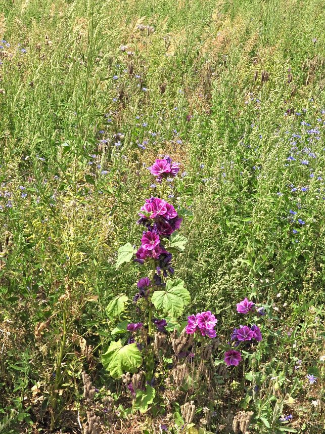 Peter Blei unterwegs im Sonnenblumenfeld