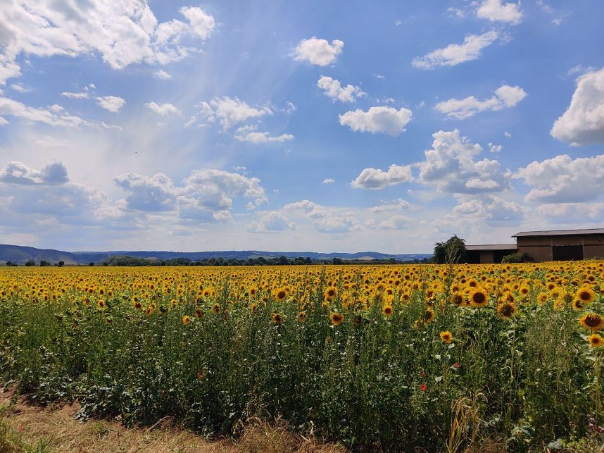 Peter Blei unterwegs im Sonnenblumenfeld