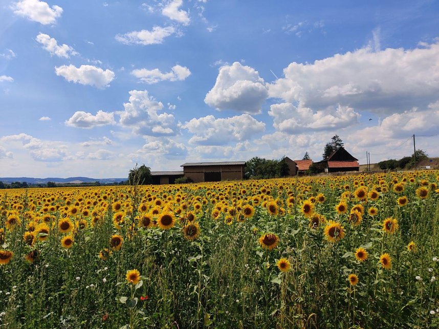 Peter Blei unterwegs im Sonnenblumenfeld