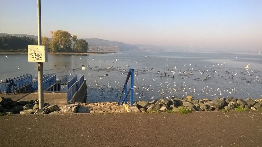 Algen an der Talsperre Kelbra