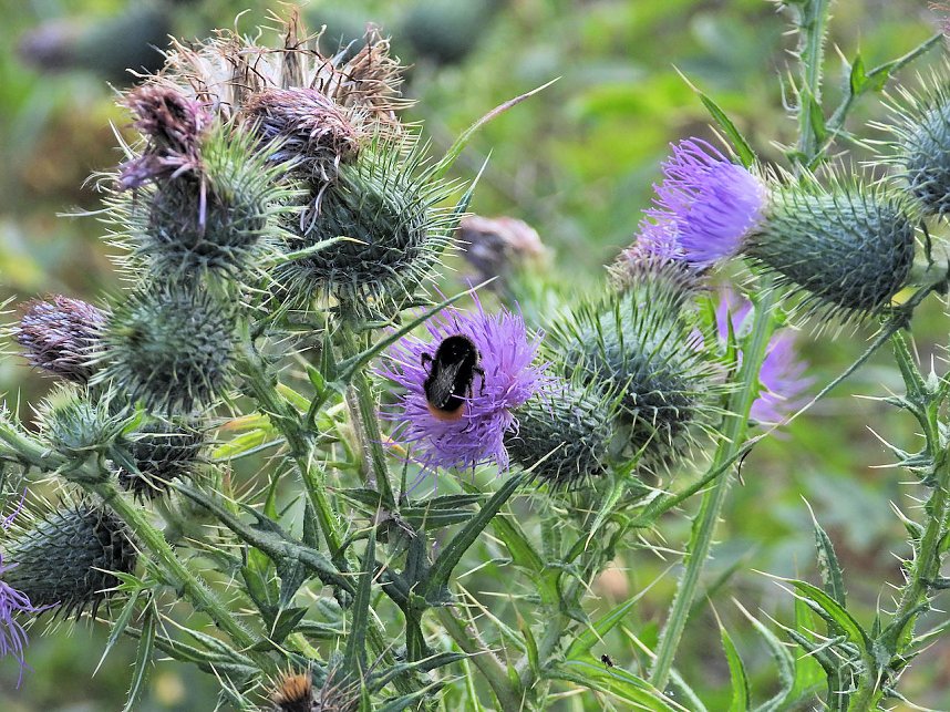Naturwanderung bei Neustadt 