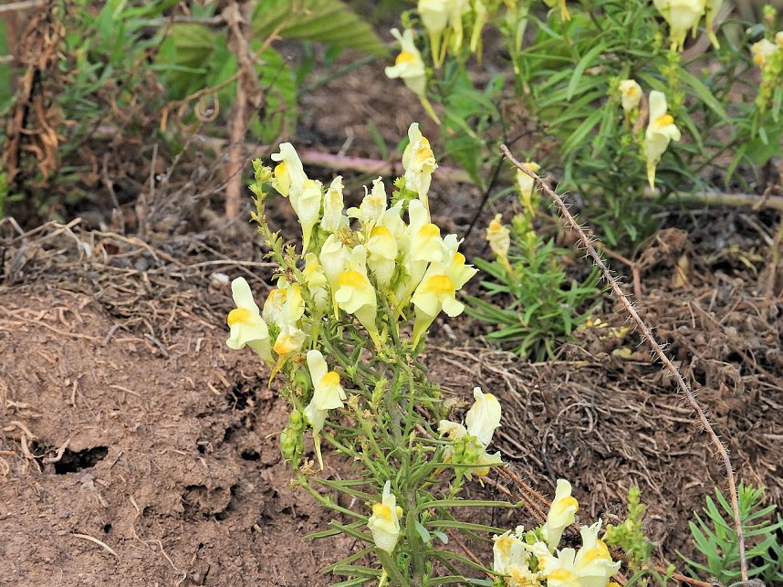 Naturwanderung bei Neustadt 