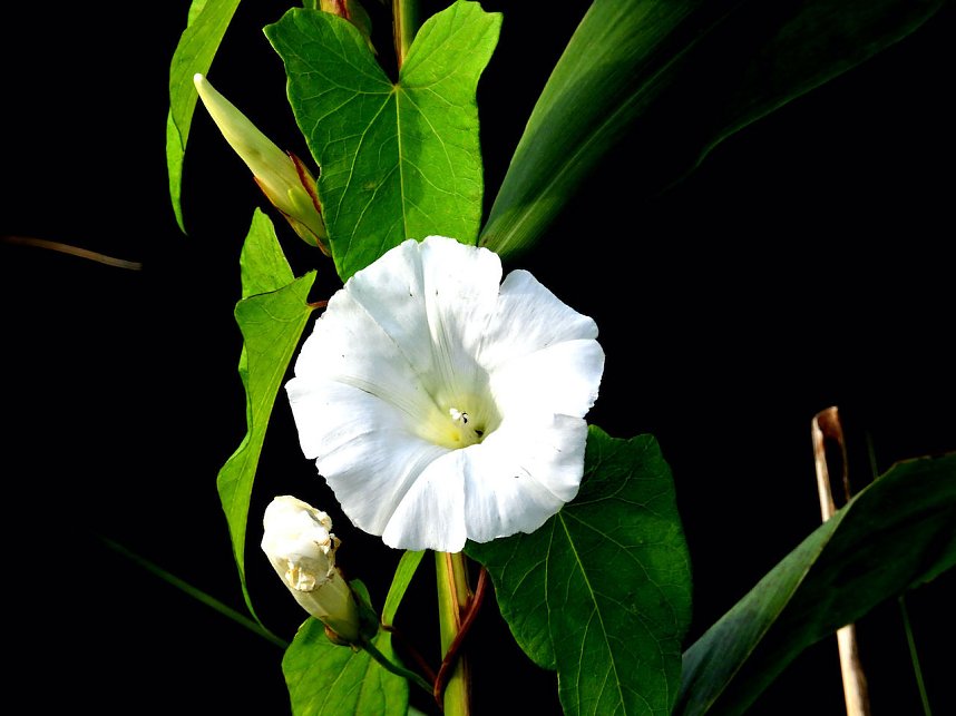 Naturwanderung bei Neustadt 