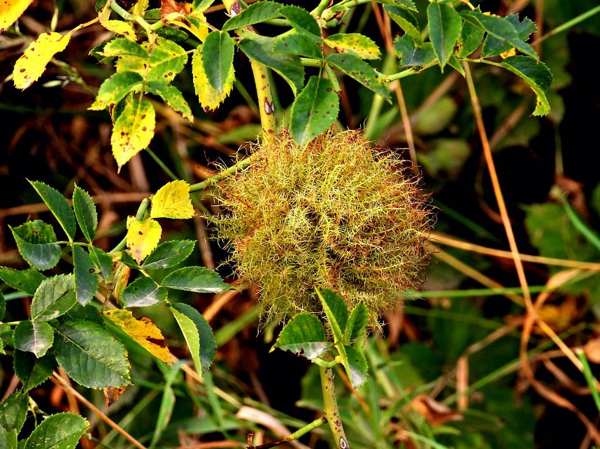 Naturwanderung bei Neustadt 
