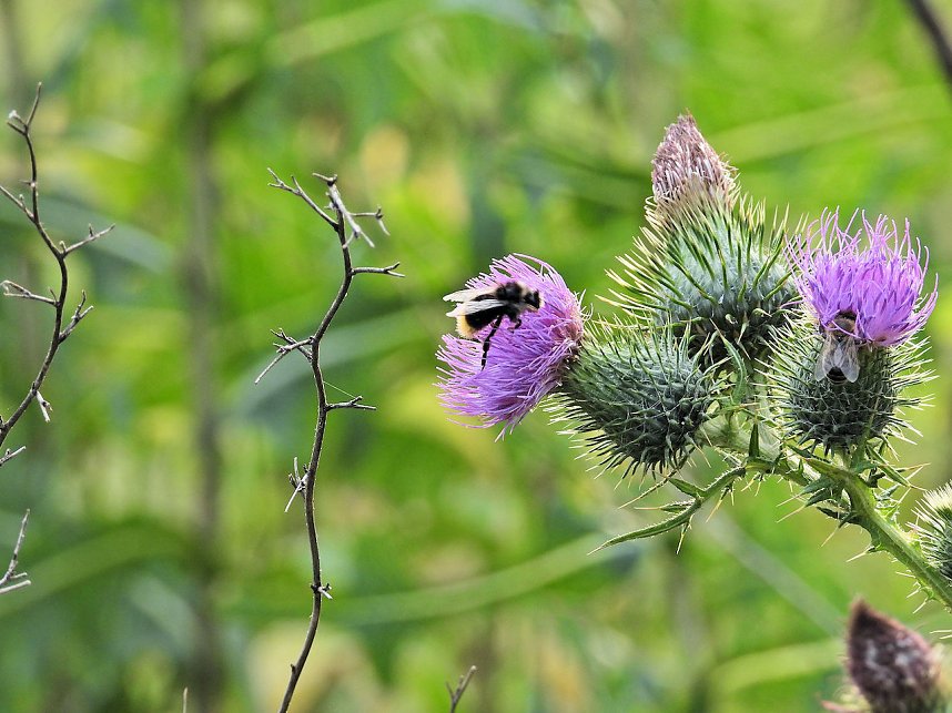 Naturwanderung bei Neustadt 