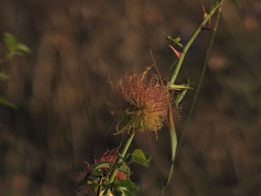 Naturwanderung bei Neustadt 