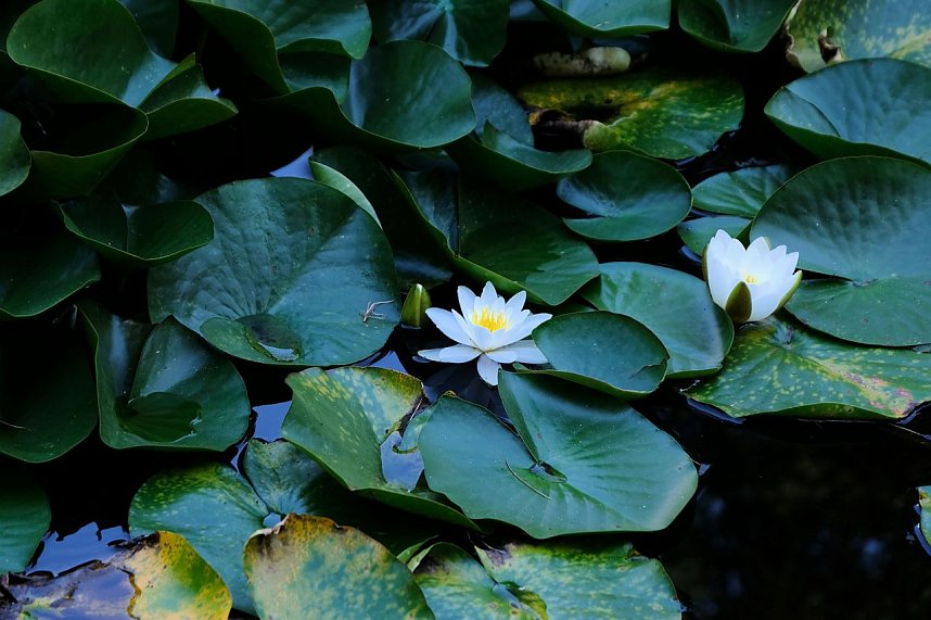 Park des Kunsthauses Meyenburg