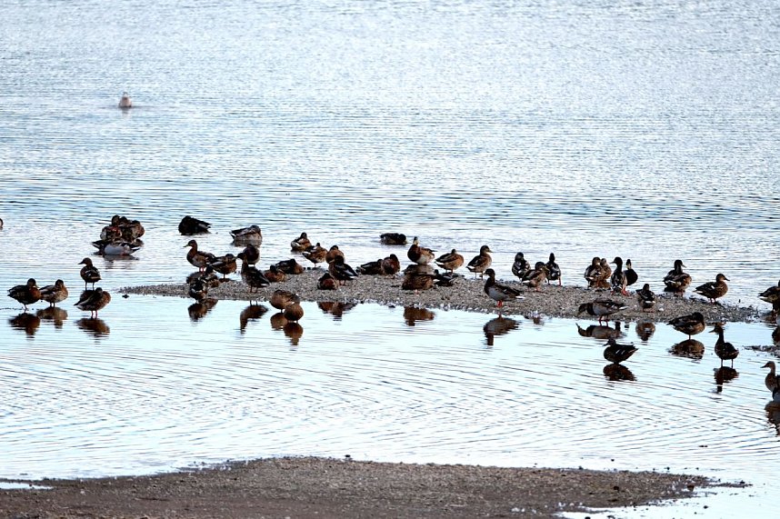 Peter Blei am Stausee Kelbra