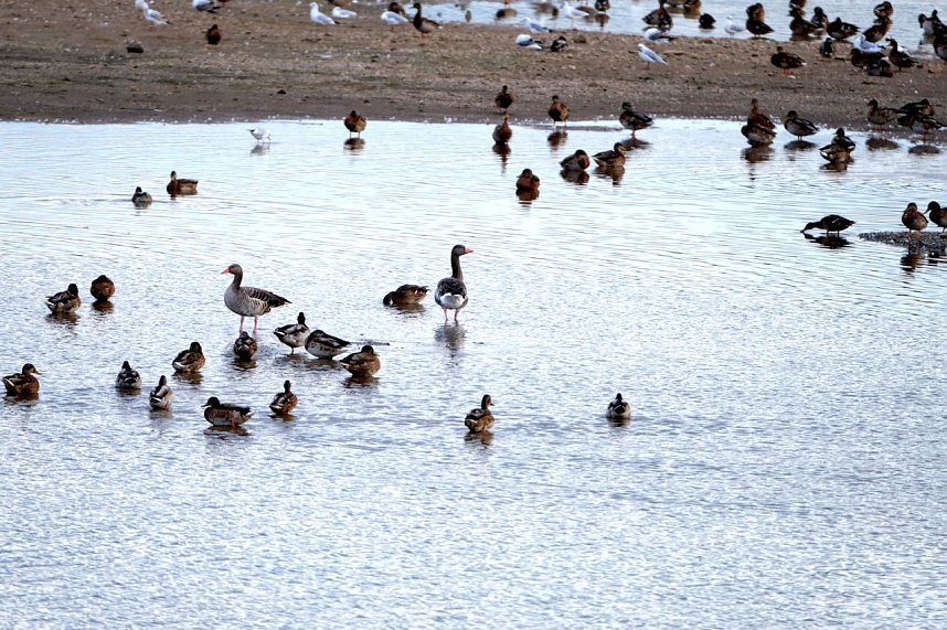 Peter Blei am Stausee Kelbra