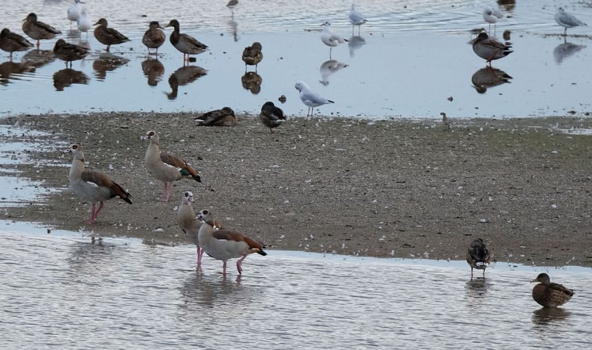 Peter Blei am Stausee Kelbra