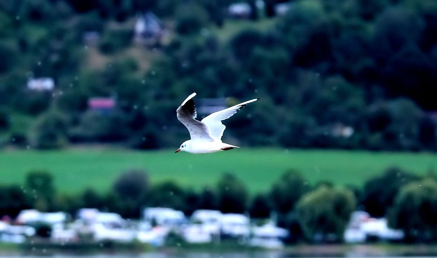 Peter Blei am Stausee Kelbra