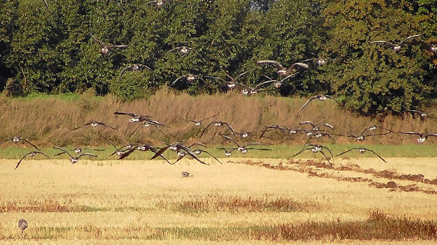 Wildg&auml;nse und Kraniche am Stausee