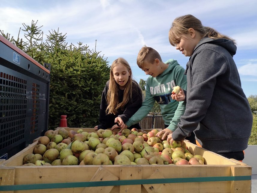Apfelpfl&uuml;cken in Harztor