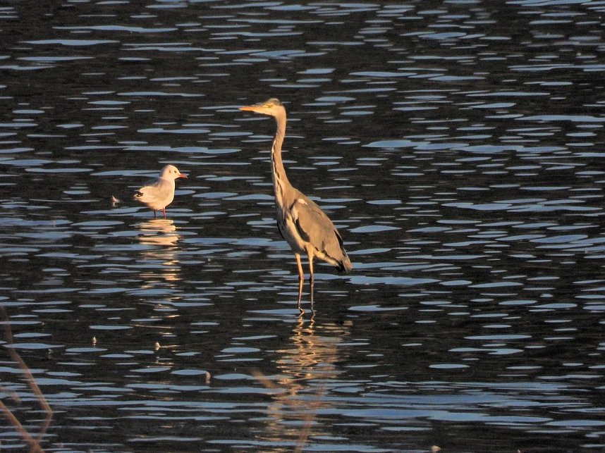 Peter Blei unterwegs am Stausee Kelbra