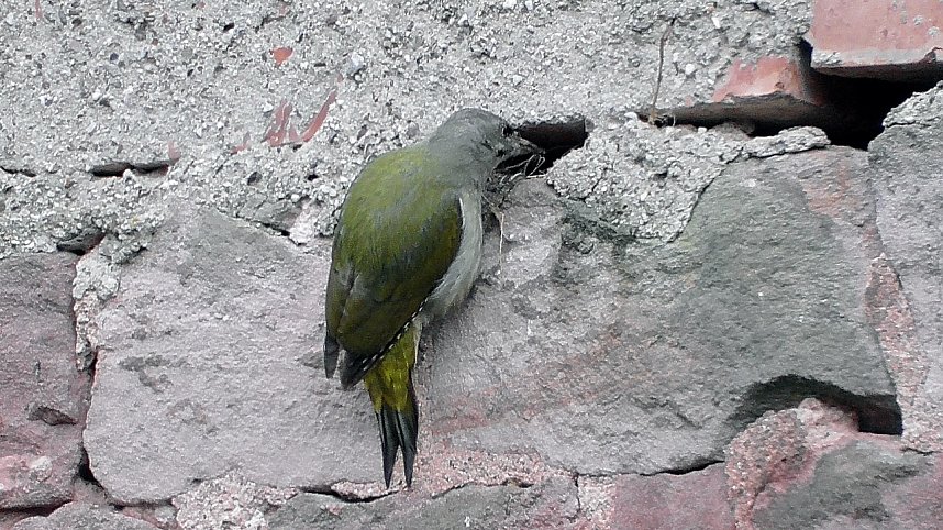 Ein "Echter Mauerspecht"