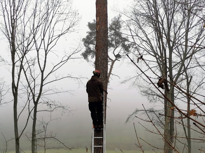 Baumpflege in Neustadt