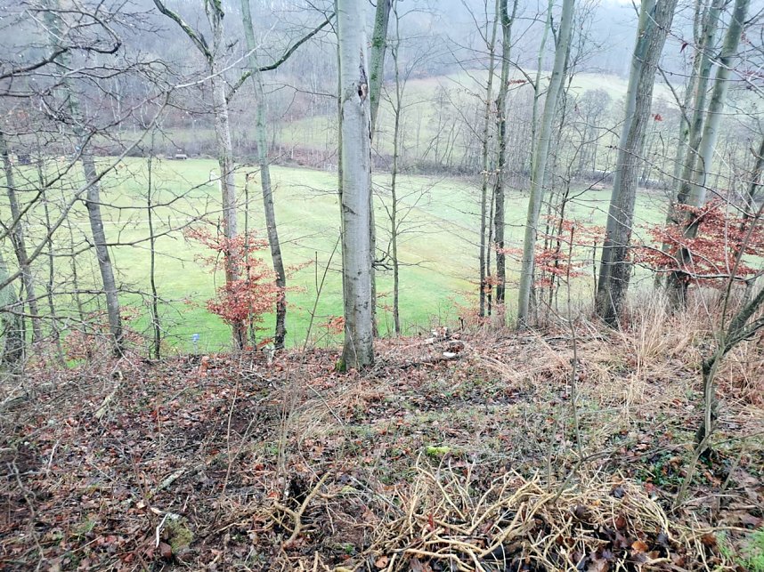 Baumpflege in Neustadt