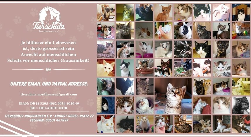 Hilfe f&uuml;r &uuml;ber 40 Tiere - Tierschutz Nordhausen bedankt sich bei Unterst&uuml;tzern