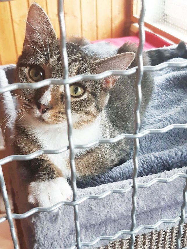 Hilfe f&uuml;r &uuml;ber 40 Tiere - Tierschutz Nordhausen bedankt sich bei Unterst&uuml;tzern