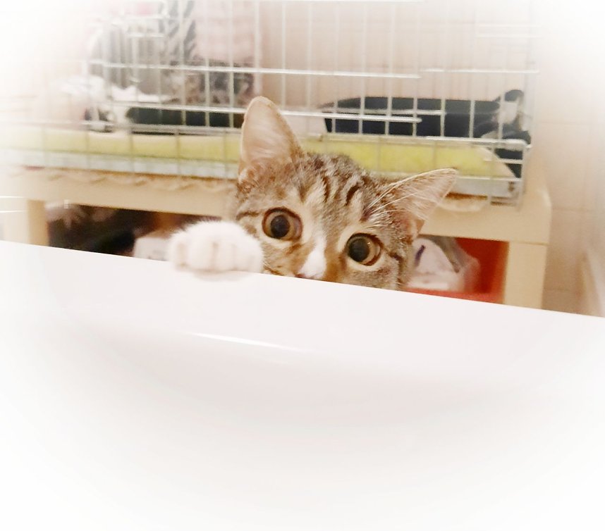 Hilfe f&uuml;r &uuml;ber 40 Tiere - Tierschutz Nordhausen bedankt sich bei Unterst&uuml;tzern