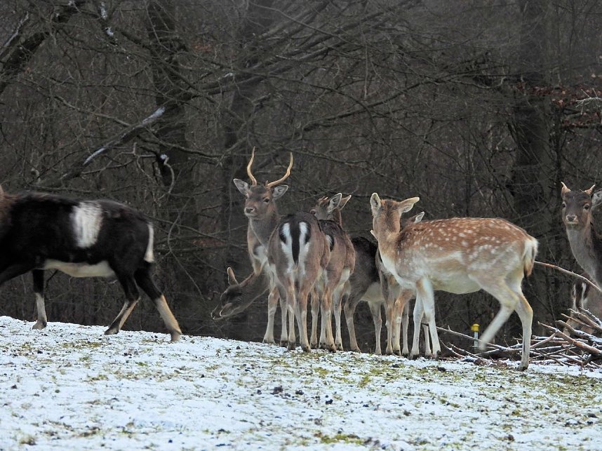 Am ersten Weihnachtsfeiertag in Sophienhof