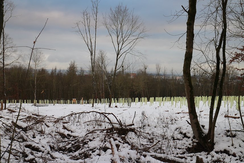 W&auml;ldchen im Wandel - Harz Rigi