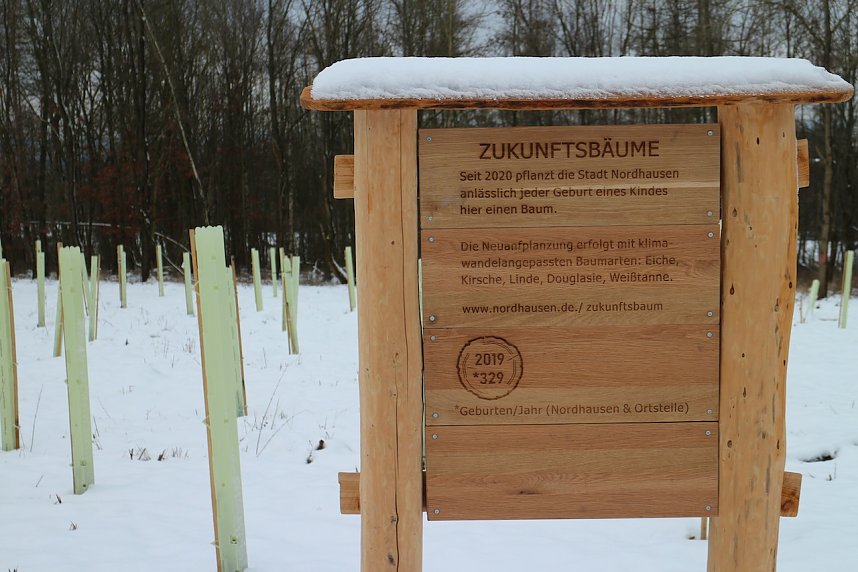 W&auml;ldchen im Wandel - Harz Rigi