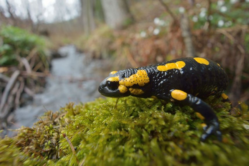 Naturvielfalt im S&uuml;dharz