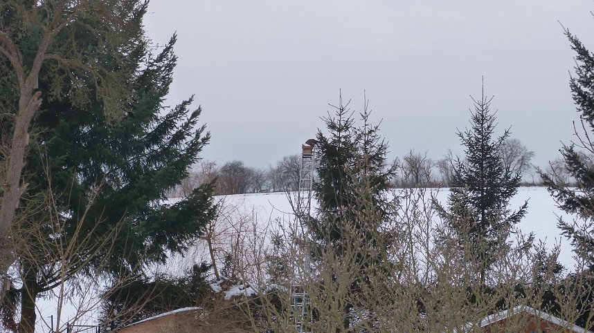 Greifv&ouml;gel am Waldesrand