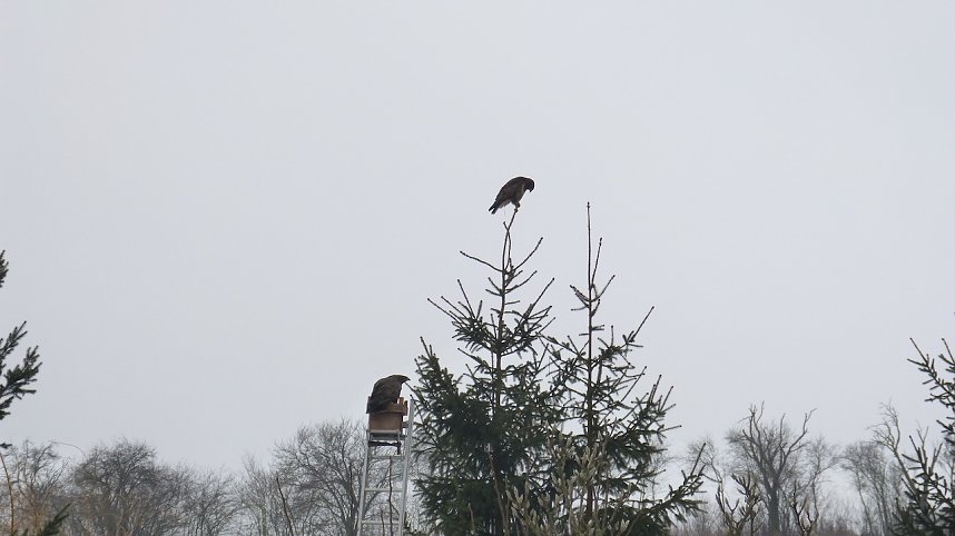 Greifv&ouml;gel am Waldesrand