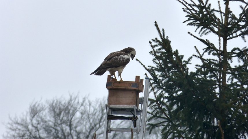 Greifv&ouml;gel am Waldesrand