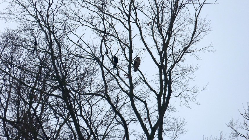 Greifv&ouml;gel am Waldesrand