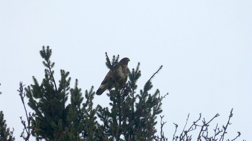 Greifv&ouml;gel am Waldesrand