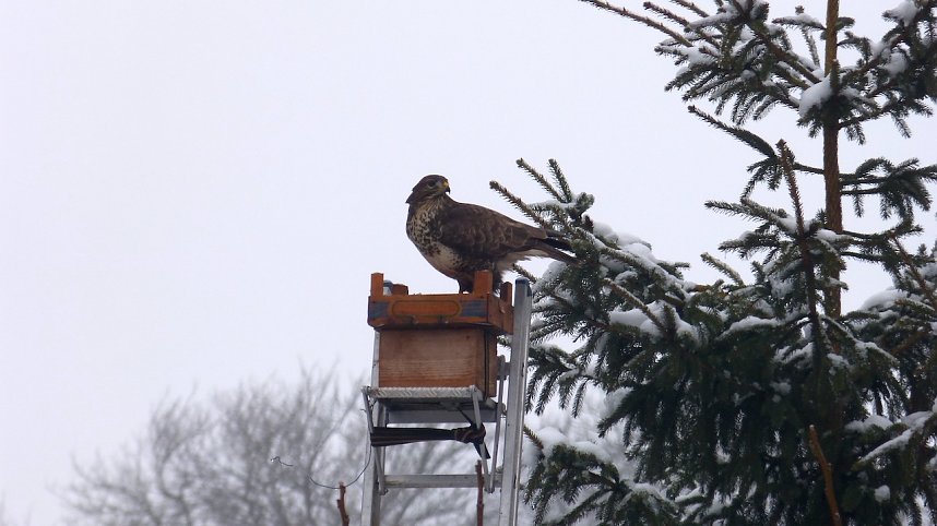 Greifv&ouml;gel am Waldesrand