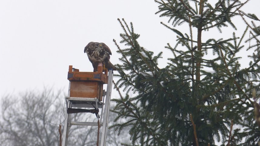 Greifv&ouml;gel am Waldesrand