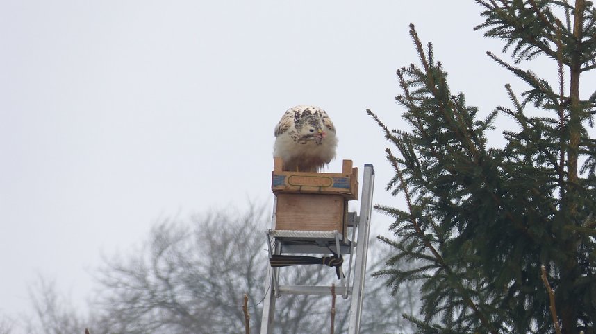 Greifv&ouml;gel am Waldesrand