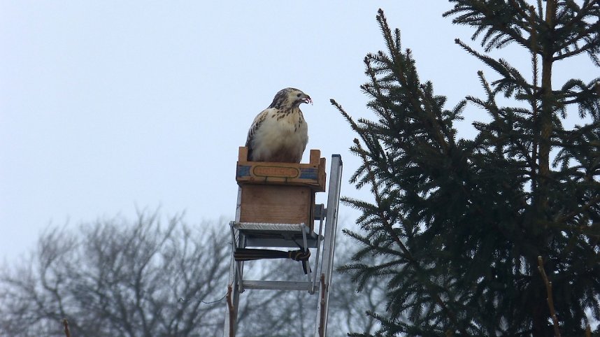 Greifv&ouml;gel am Waldesrand