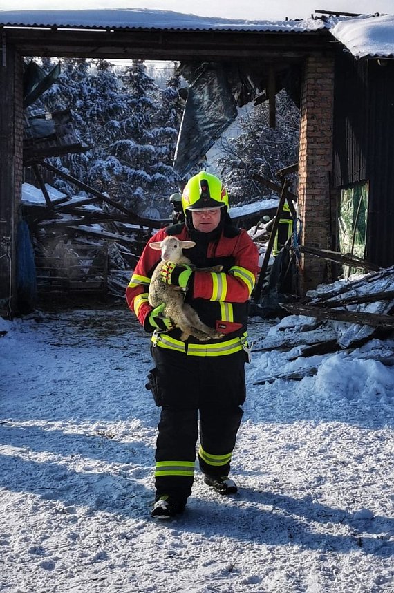Rettung in der Not: in Lipprechterode konnten die freiwilligen Feuerwehren heute rund 350 Schafe bergen