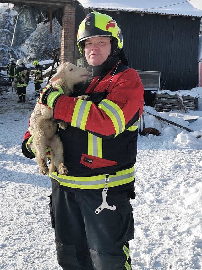Rettung in der Not: in Lipprechterode konnten die freiwilligen Feuerwehren heute rund 350 Schafe bergen
