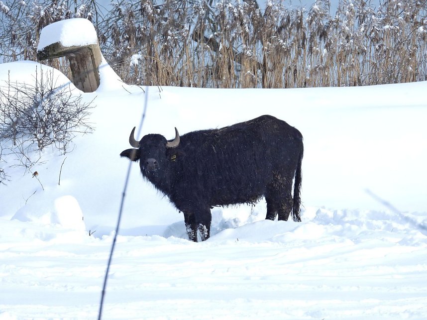 Peter Blei unterwegs in der Windl&uuml;cke