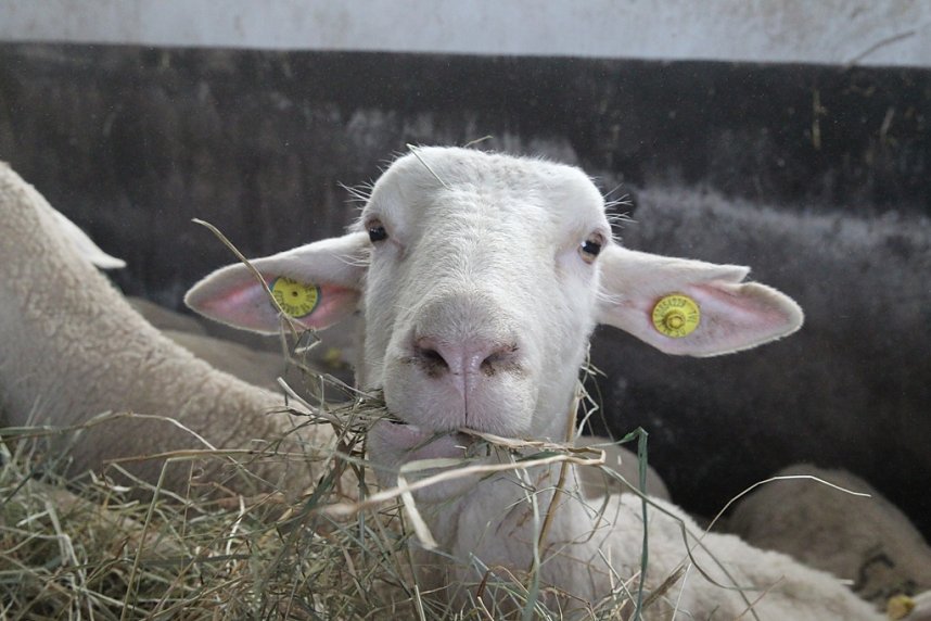 Helmut Mei&szlig;ner wei&szlig; nicht mehr, wie es weitergehen soll