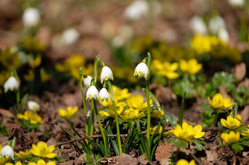Peter Blei unterwegs im Park Hohenrode