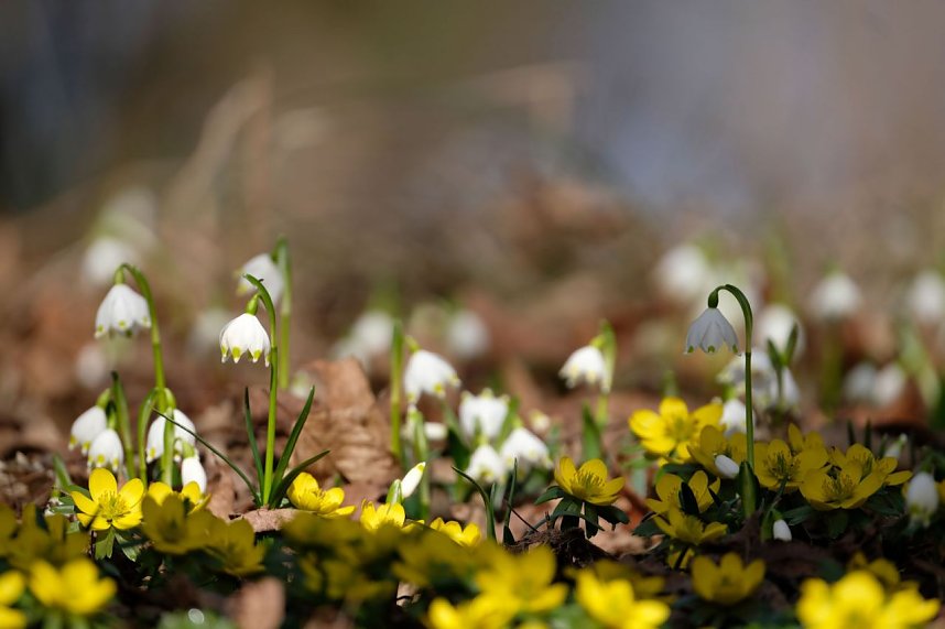 Peter Blei unterwegs im Park Hohenrode