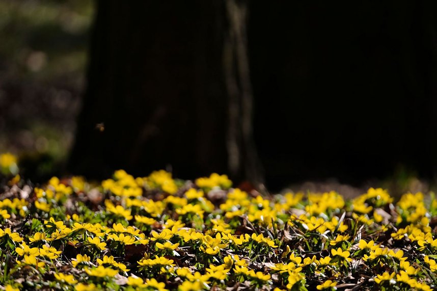 Peter Blei unterwegs im Park Hohenrode