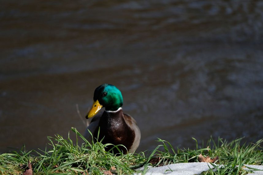 Peter Blei unterwegs im Park Hohenrode